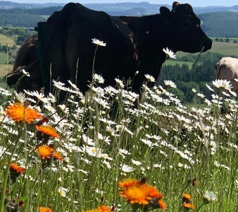 Апартаменты Urlaub Mit Hund Auf Dem Bauernhof Hofswald Euscheid Экстерьер фото