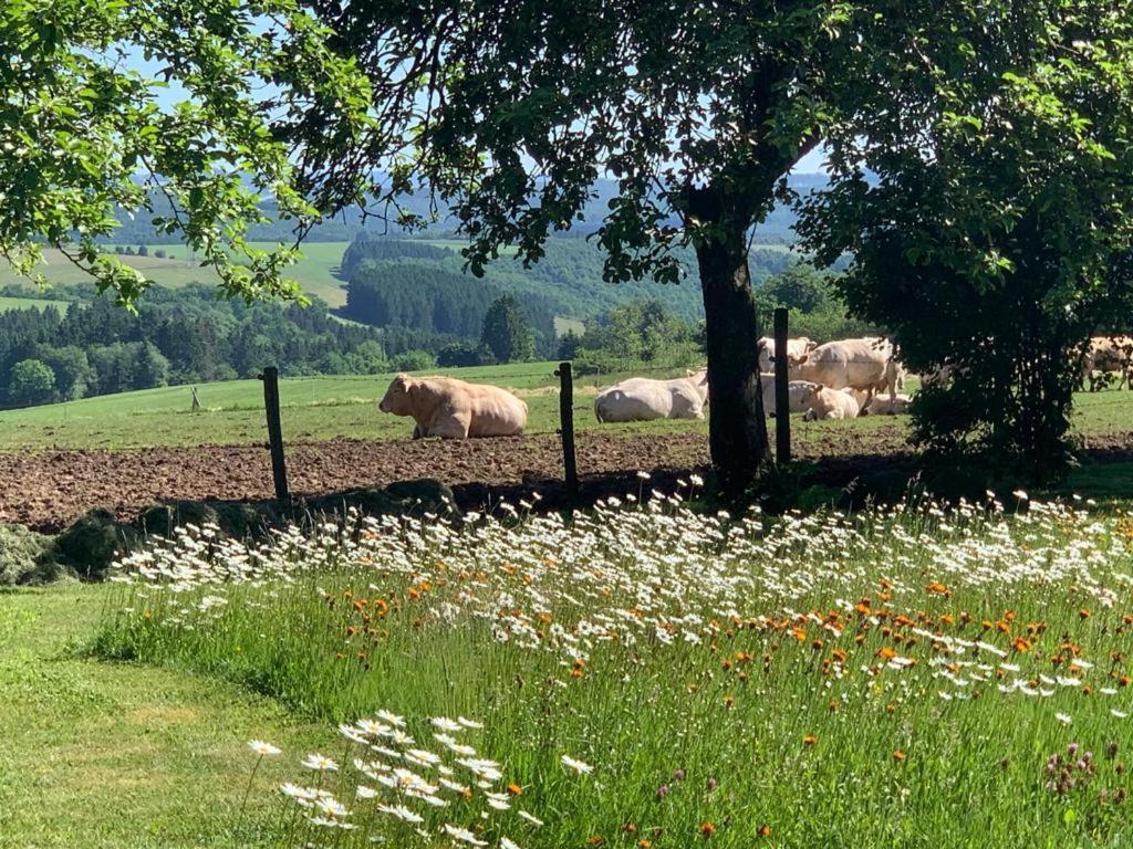 Апартаменты Urlaub Mit Hund Auf Dem Bauernhof Hofswald Euscheid Экстерьер фото