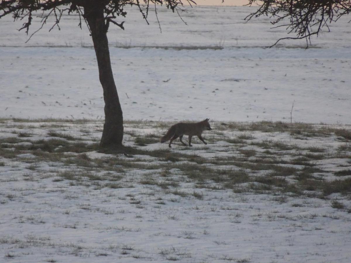 Апартаменты Urlaub Mit Hund Auf Dem Bauernhof Hofswald Euscheid Экстерьер фото