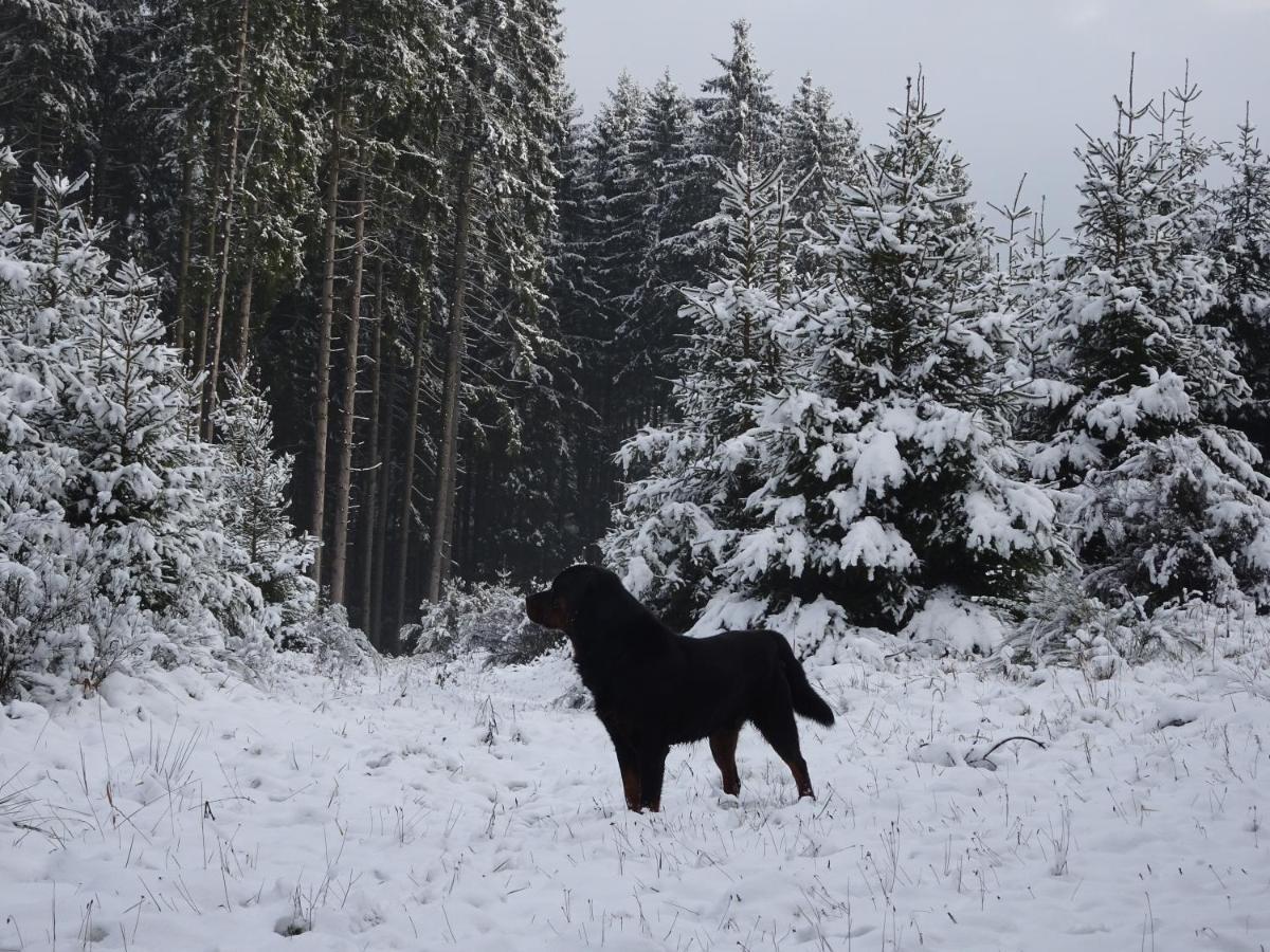 Апартаменты Urlaub Mit Hund Auf Dem Bauernhof Hofswald Euscheid Экстерьер фото