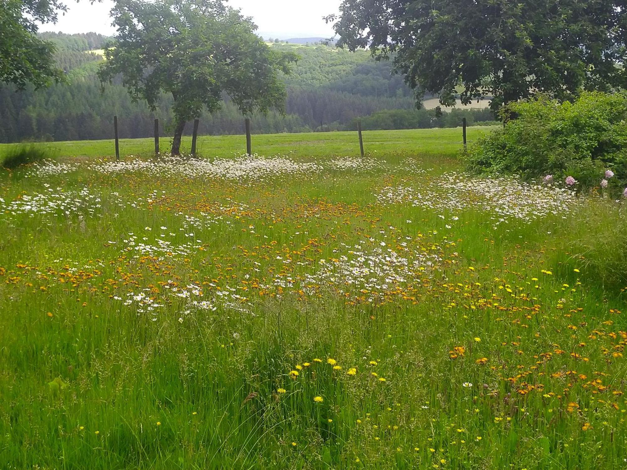 Апартаменты Urlaub Mit Hund Auf Dem Bauernhof Hofswald Euscheid Экстерьер фото