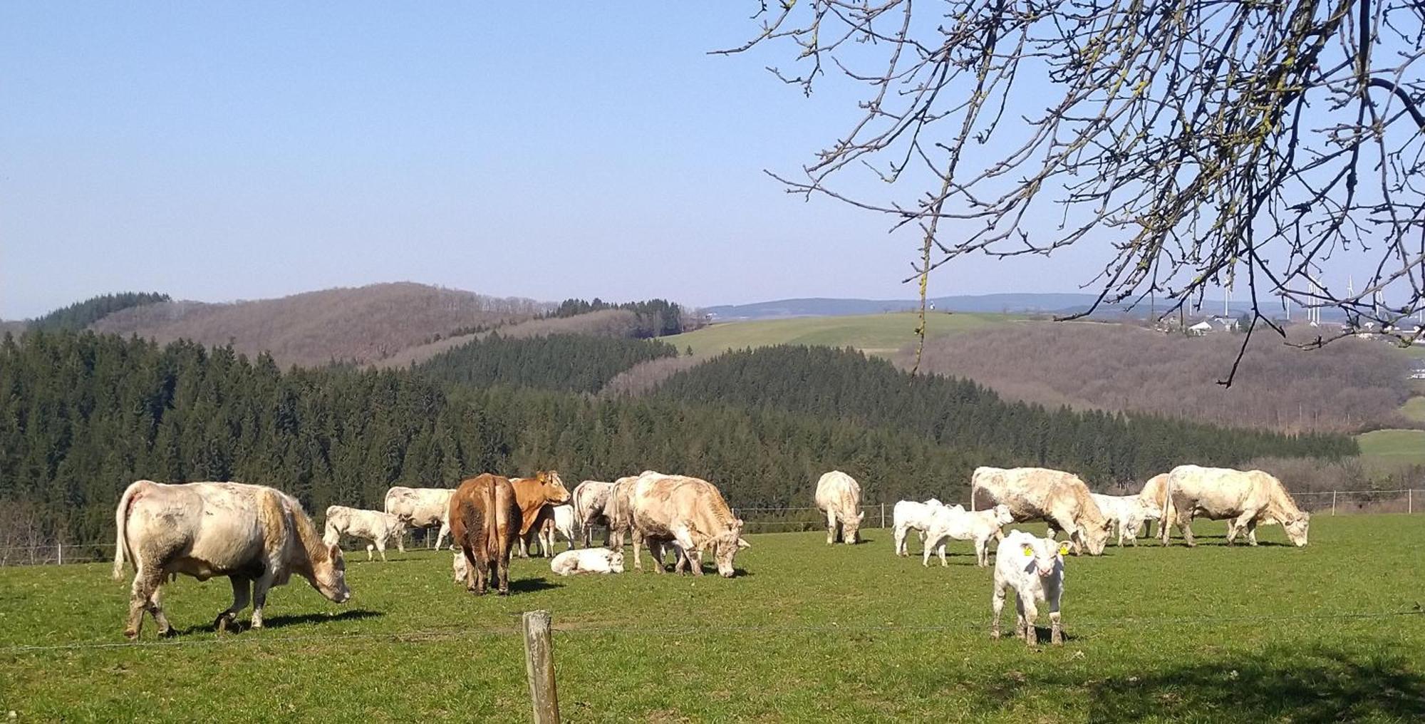 Апартаменты Urlaub Mit Hund Auf Dem Bauernhof Hofswald Euscheid Экстерьер фото