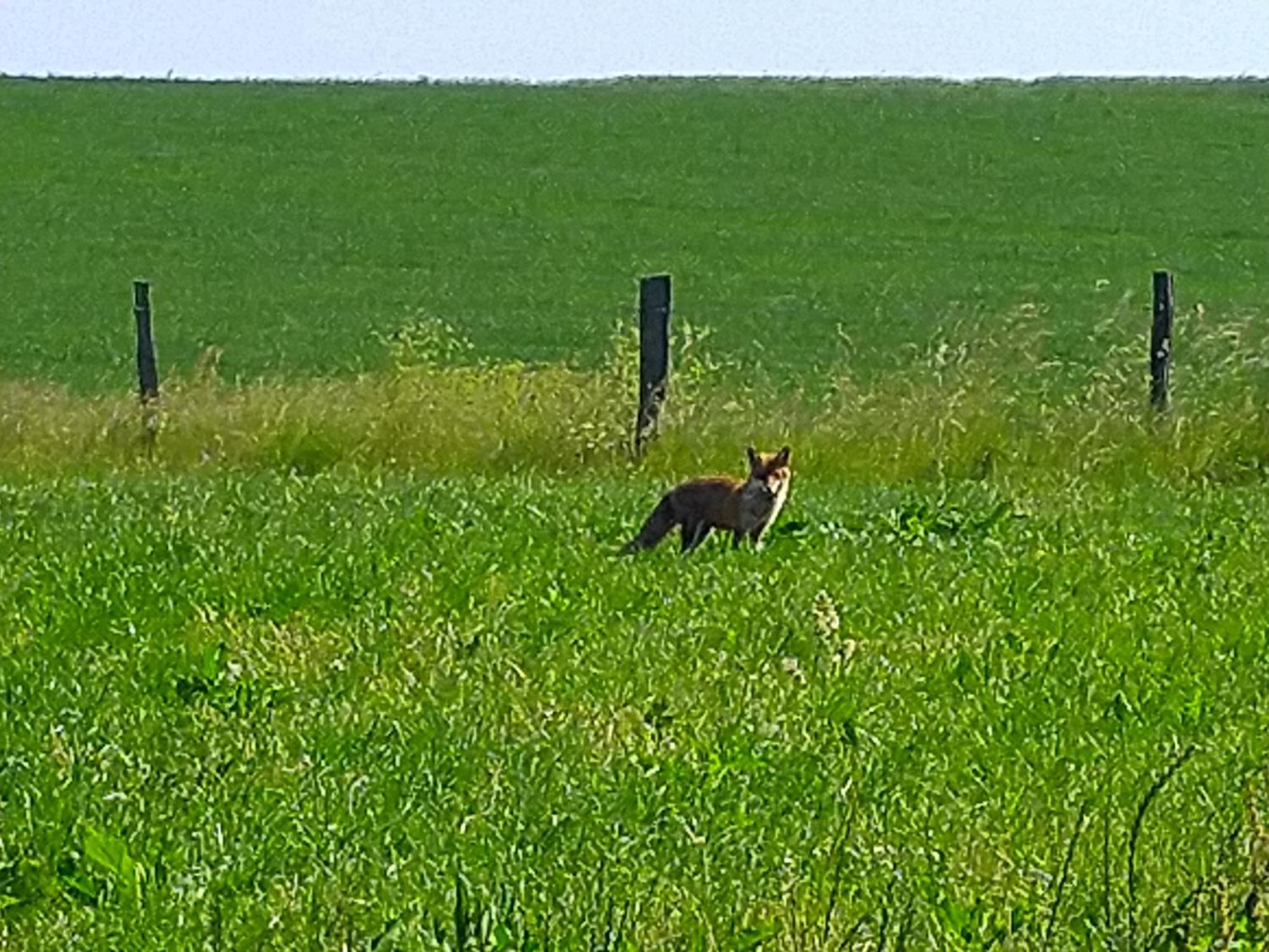 Апартаменты Urlaub Mit Hund Auf Dem Bauernhof Hofswald Euscheid Экстерьер фото