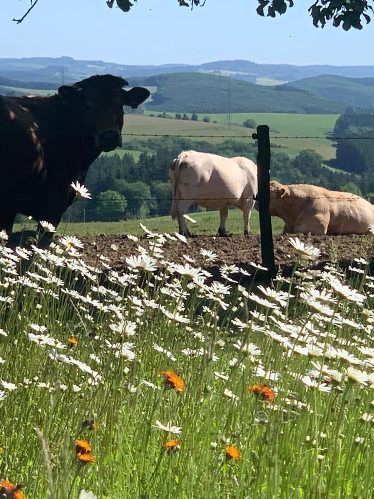 Апартаменты Urlaub Mit Hund Auf Dem Bauernhof Hofswald Euscheid Экстерьер фото