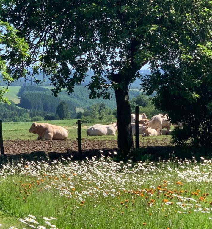 Апартаменты Urlaub Mit Hund Auf Dem Bauernhof Hofswald Euscheid Экстерьер фото